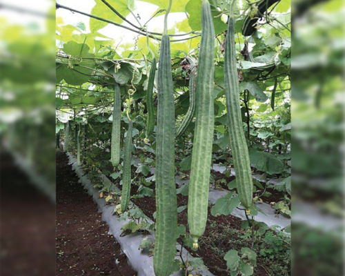 Long Island (F-1 HYB)